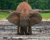 African forest elephant (Loxodonta cyclotis) is drinking water. Central African Republic. Republic of Congo. Dzanga-Sangha Special Reserve.