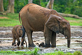 Female African forest elephant (Loxodonta cyclotis) with a baby are drinking water. Central African Republic. Republic of Congo. Dzanga-Sangha Special Reserve.