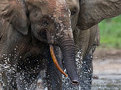 Portrait of African forest elephants (Loxodonta cyclotis) with splashes of water. Central African Republic. Republic of Congo. Dzanga-Sangha Special Reserve.