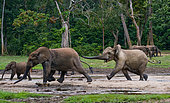 African forest elephants (Loxodonta cyclotis) are playing with each other. Central African Republic. Republic of Congo. Dzanga-Sangha Special Reserve.
