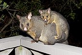 Opossum (Didelphis) carrying a young animal on its back, Tasmania, Australia, Oceania