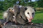 North American Opossum with youngs, Minnesota, USA (Didelphis marsupialis virginiana), Northern Opossum
