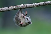 North American Opossum, young, Minnesota, USA (Didelphis marsupialis virginiana), Northern Opossum