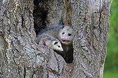 Virginia Opossum (Didelphis virginiana), adult with young animal looks curious from tree hole, Pine County, Minnesota, USA, North America
