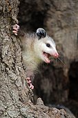 Virginia Opossum (Didelphis virginiana), young animal on tree trunk, calling, animal portrait, Pine County, Minnesota, USA, North America