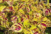 Wizard Mosaic Coleus, Solenostemum scutellaroides 'Wizard Mozaic', foliage