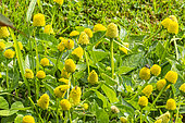 Toothache Plant, Spilanthes oleracera, flowers