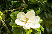 Southern Magnolia, Magnolia grandiflora, flower