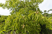 Horse Chestnut, esculus pavia var. discolor, fruits