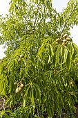 Horse Chestnut, esculus pavia var. discolor, fruits