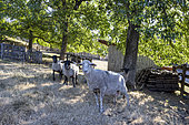 Sheep in a private garden, summer, Moselle, France