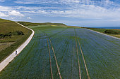Flax field in bloom in spring, Pas de Calais, France
