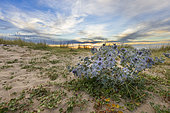 Seaside eryngo (Eryngium maritimum) growing in the dune in summer, Pas de Calais, France