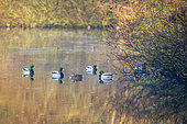 Mallard (Anas platyrhynchos) on a pond in winter, Pas de Calais, France
