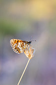 Meadow Fritillary (Melitaea parthenoides) on a dried flower in summer, Var, France