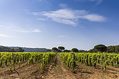 Vineyards on the island of Porquerolles in summer, Var, France