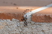 Ant (Crematogaster scutellaris) on the steps of a house, summer, Var, France