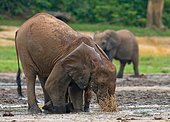 African forest elephant (Loxodonta cyclotis) is drinking water. Central African Republic. Republic of Congo. Dzanga-Sangha Special Reserve.