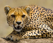 Cheetah (Acinonyx jubatus) is lying in the savannah. Kenya. Tanzania. Africa. Serengeti National Park. Maasai Mara.