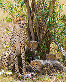 Mother cheetah (Acinonyx jubatus) and her cubs in the savannah. Kenya. Tanzania. Africa. National Park. Serengeti. Maasai Mara.