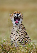 Cheetah (Acinonyx jubatus) is sitting in the savanna. Close-up. Kenya. Tanzania. Africa. National Park. Serengeti. Maasai Mara.