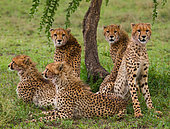 Five cheetahs (Acinonyx jubatus) in the savannah. Kenya. Tanzania. Africa. National Park. Serengeti. Maasai Mara.