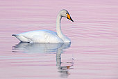Whooper Swan (Cygnus cygnus), adult swimming in the water, Northeastern Region, Iceland