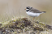 Ringed Plover (Charadius hiaticula psammodromus), side view of an adult standing on the ground, Southern Region, Iceland
