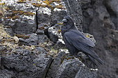 Common Raven (Corvus corax varius), side view of an adult standing on a basalt rock, Western Region, Iceland