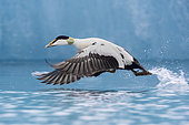 Northern Eider (Somateria mollissima borealis), side view of an adult male in flight, Southern Region, Iceland