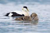 Common Eider (Somateria mollissima borealis), side view of a couple swimming in the water, Southern Region, Iceland