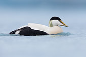 Common Eider (Somateria mollissima borealis), side view of an adult male swimming, Southern Region, Iceland