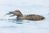 Common Eider (Somateria mollissima borealis), side view of an adult female feeding on a Sole, Southern Region, Iceland