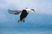 Common Eider (Somateria mollissima borealis), side view of an adult male in flight, Southern Region, Iceland