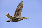 Common Eider (Somateria mollissima borealis), side view of an adult female in flight, Southern Region, Iceland