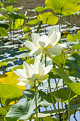 Sacred Lotus (Nelumbo nucifera) flowers, , Parc Floral de Vincennnes, Paris, France