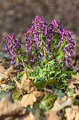 Spring fumewort (Corydalis solida), clump of purple flowers on the ground of an undergrowth in spring, at the edge of the Moselle river near Liverdun, Lorraine, France