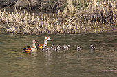 Egyptian goose (Alopochen aegyptiacus), pair with chicks on the water in spring, Moselle riverbank near Liverdun, Lorraine, France