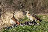 Egyptian goose (Alopochen aegyptiacus), pair with chicks on grass in spring, Moselle riverbank near Liverdun, Lorraine, France