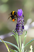 Bumblebee (Bombus sp) with pollen baskets, foraging for a butterfly lavender (Lavandula stoecha) flower in spring, Maquis in a forest of the Maures, around Hyéres, Var, France