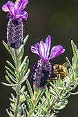 Honey bee (Apis mellifera), foraging for a butterfly lavender (Lavandula stoecha) flower in spring, Maquis in a forest of the Maures, around Hyéres, Var, France