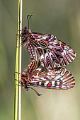 Southern Festoon (Zerynthia polyxena), pair on a grass stalk in spring, Maquis of the Maures massif in spring, Around Hyéres, Var, France