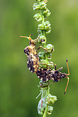 Leaf-footed Bug (Centrocoris spiniger), pair on a plant in a grassy meadow in spring, near Hyères, Var, France