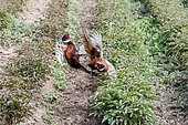 Ring-necked Pheasant (Phasianus colchicus), fight of two males in a cultivated field in spring, around La Londe-les-Maures, Var, France