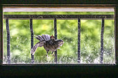 Female Blackbird (Turdus merula) struggling with her image reflected in the basement window of a house, Country garden, Lorraine, France