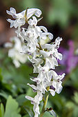 Spring fumewort (Corydalis solida), white flowers on the ground of an undergrowth in spring, at the edge of the Moselle river near Liverdun, Lorraine, France