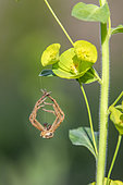 Spider moult hanging in a flowering Euphorbia in spring, undergrowth near Hyères, Var, France