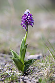 Military orchid (Orchis militaris) solitary plant in flower in spring, Lorry-Mardigny limestone grassland, Lorraine, France