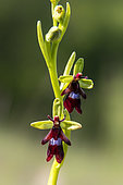 Fly orchid (Ophrys insectifera) detail of flowers in spring, Lorry-Mardigny limestone lawn, Lorraine, France