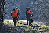 Hunters with dogs and guns during a wild boar hunt, France